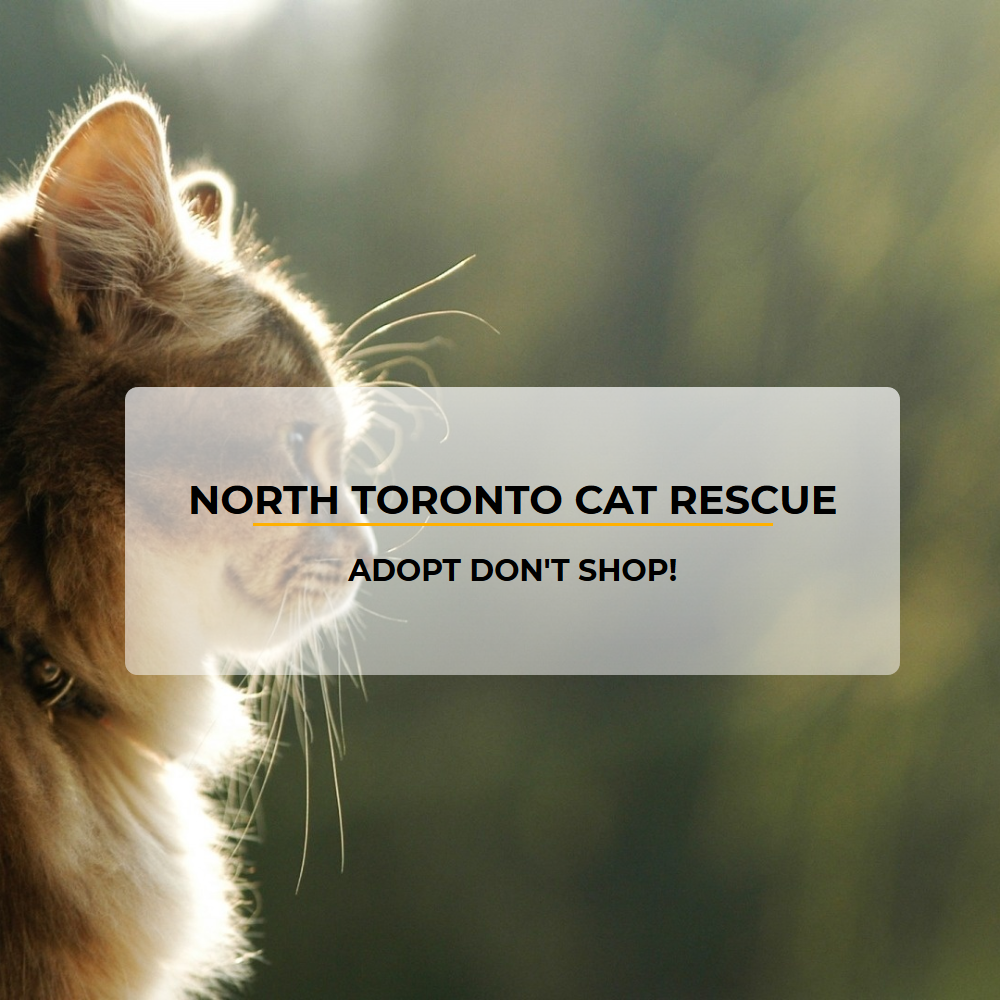 A replicate of North Toronto Cat Rescue's website.